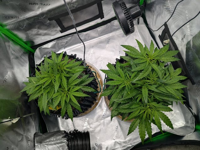 Titan F1 grow  — vegetative, day 36