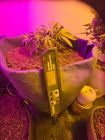 high octane x holy grail  — auto, day 29