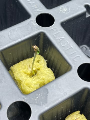 1st Ever Grow (Fat Bastard)(RDWC)  — seedling_rooting, day 5