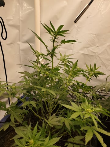 Banana Purple Punch & Rainbow Showers — flower, day 73