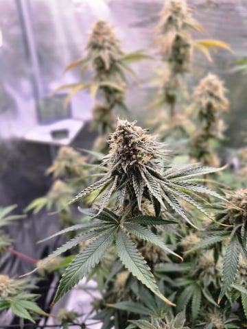 Northern lights #10 (Alaska) — flower, day 80