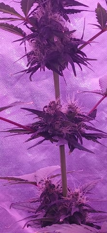CountryG  — seedling_rooting, day 49