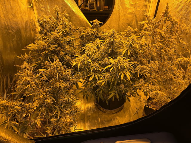 Autos AGAIN — flower, day 82