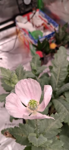 blueberry funk — flower, day 173