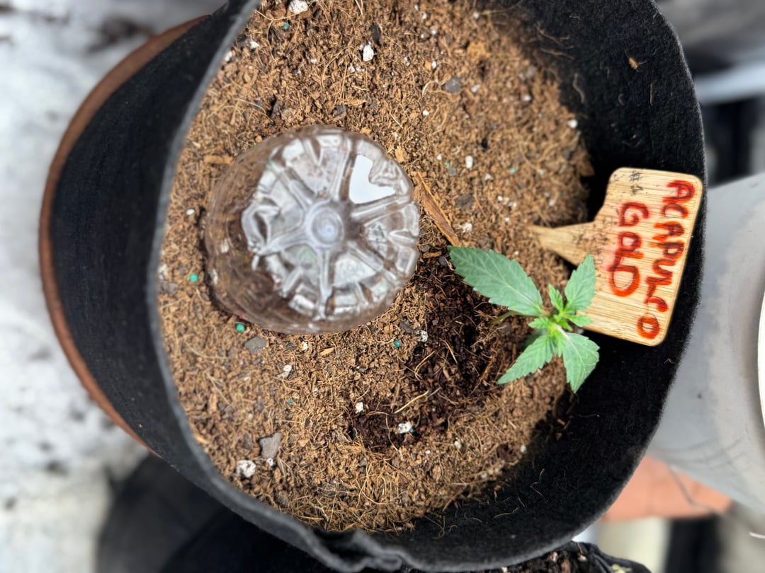  Acapulco gold auto July 