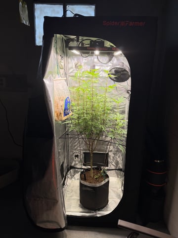  Apple fritter  Clones round two — flower, day 174