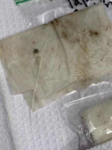 Papaya Frosting  — germination, day 4