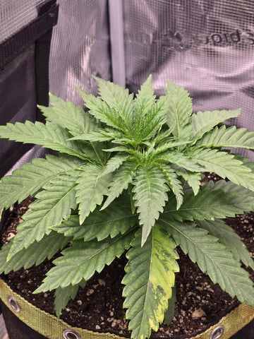 mc nuggets r1 — vegetative, day 19