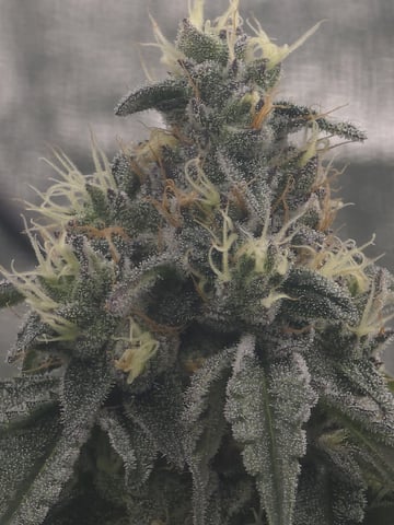 Oceanz 16 — flower, day 151