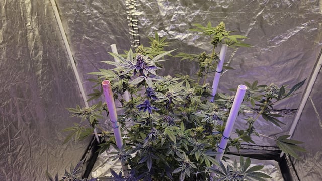 first grow adventure  — flower, day 96