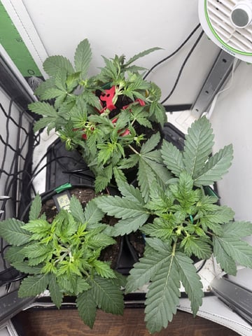 Midsummer Outdoor — vegetative, day 21