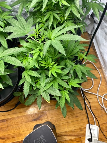 cookie breath 1&2 — vegetative, day 33