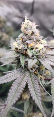 First clones (Dr nefario)  — flower, day 77