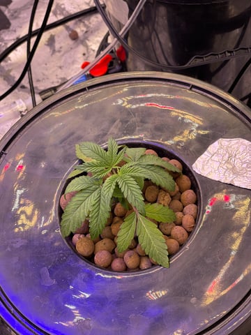 1st Ever Grow (Fat Bastard)(RDWC)  — vegetative, day 27