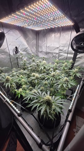 ethos genetics  — flower, day 98