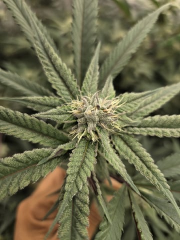 Banana and Gold — flower, day 28