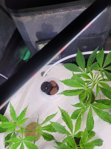 Clones And Hermie Seeds — grow_setup, day 2