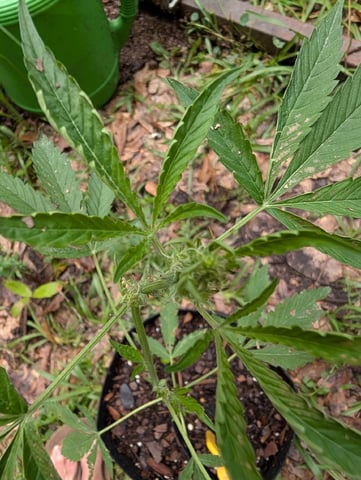 Country Boy — flower, day 32