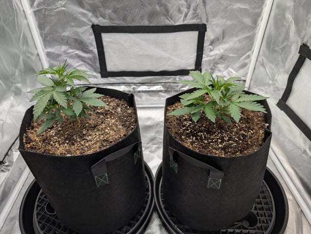 Steve's grow — vegetative, day 21