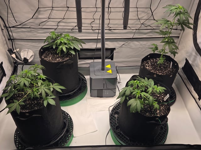 2nd Grow 3x5 tent — vegetative, day 29