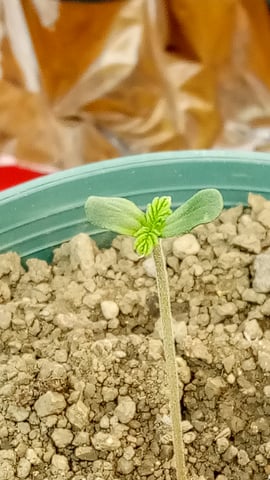 Jack hearer/Jack the ripper? — seedling_rooting, day 6