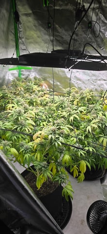 Attack Of The Clones — flower, day 74