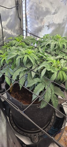 Ace Killer OG — vegetative, day 18