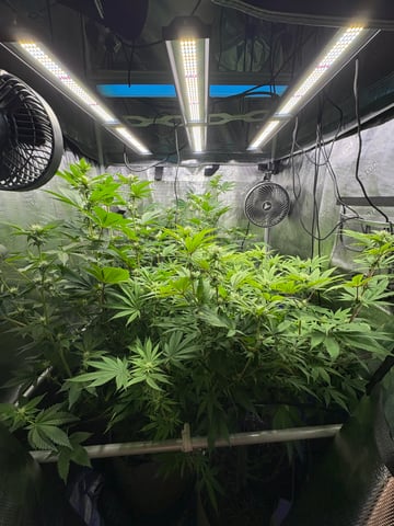 grow 3 — flower, day 21