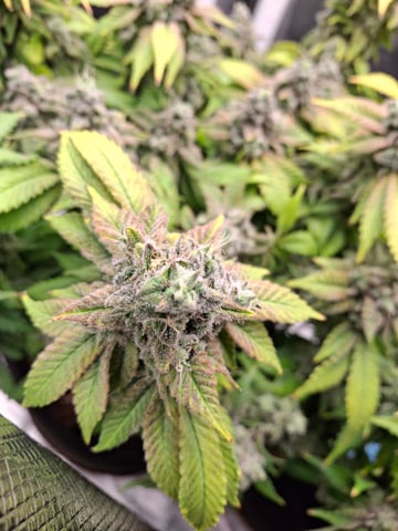 SoFloBudz — flower, day 103