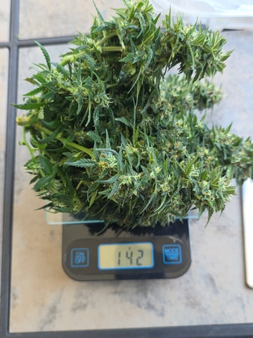 first grow — auto, day 10