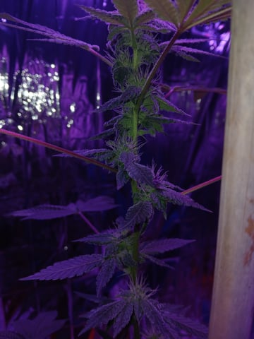 triangle kush  — flower, day 74