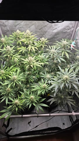 ethos genetics  — flower, day 91