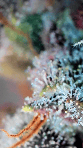 Grow #4 — flower, day 73