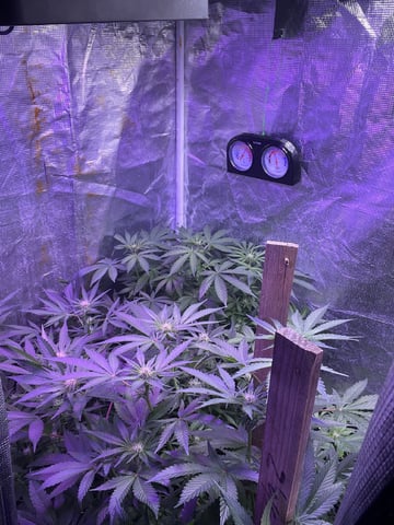 Ak-47 (Fast Verison) and pine Auto  — flower, day 66