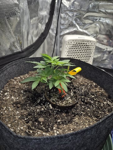 Grow 1 2026 Dream Widow — vegetative, day 33