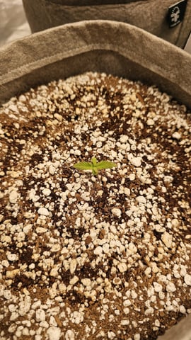 Autos For The Rest Of Winter 🔥🔥😉 — germination, day 17
