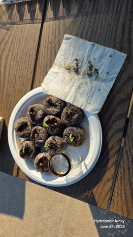 Canadian Summer Outdoor — vegetative, day 41