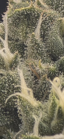 strawberry guava bx — flower, day 7