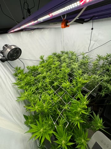 Permanent Marker, Gary Payton — flower, day 20