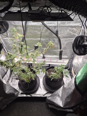 Kalini Asia Auto  — flower, day 56