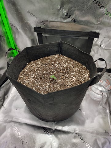new 1 — seedling_rooting, day 1