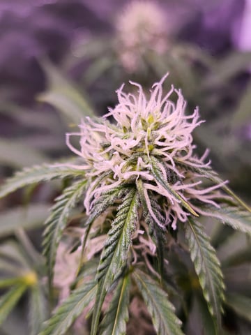 gary poppins — flower, day 68