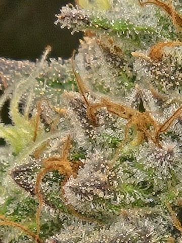 First Grow — flower, day 114