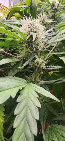 El Chemi Kiwi autoflower  — flower, day 60