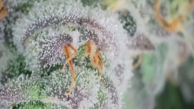 First Grow — flower, day 100