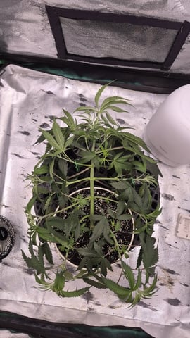 zlurricane blast — vegetative, day 39