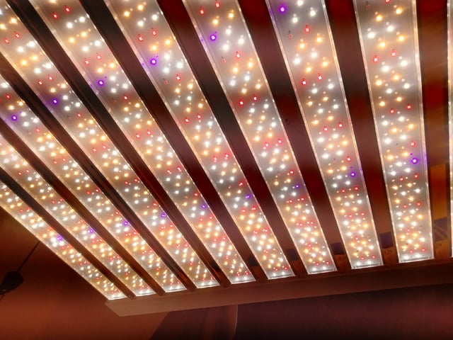 autos — germination, day 63