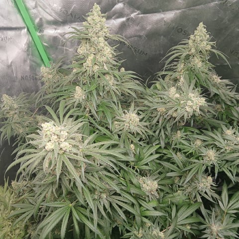 run #3 — flower, day 97