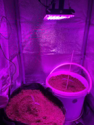 amnesia — vegetative, day 3