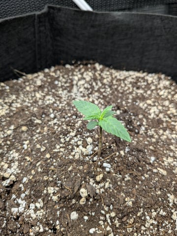 first grow — seedling_rooting, day 1